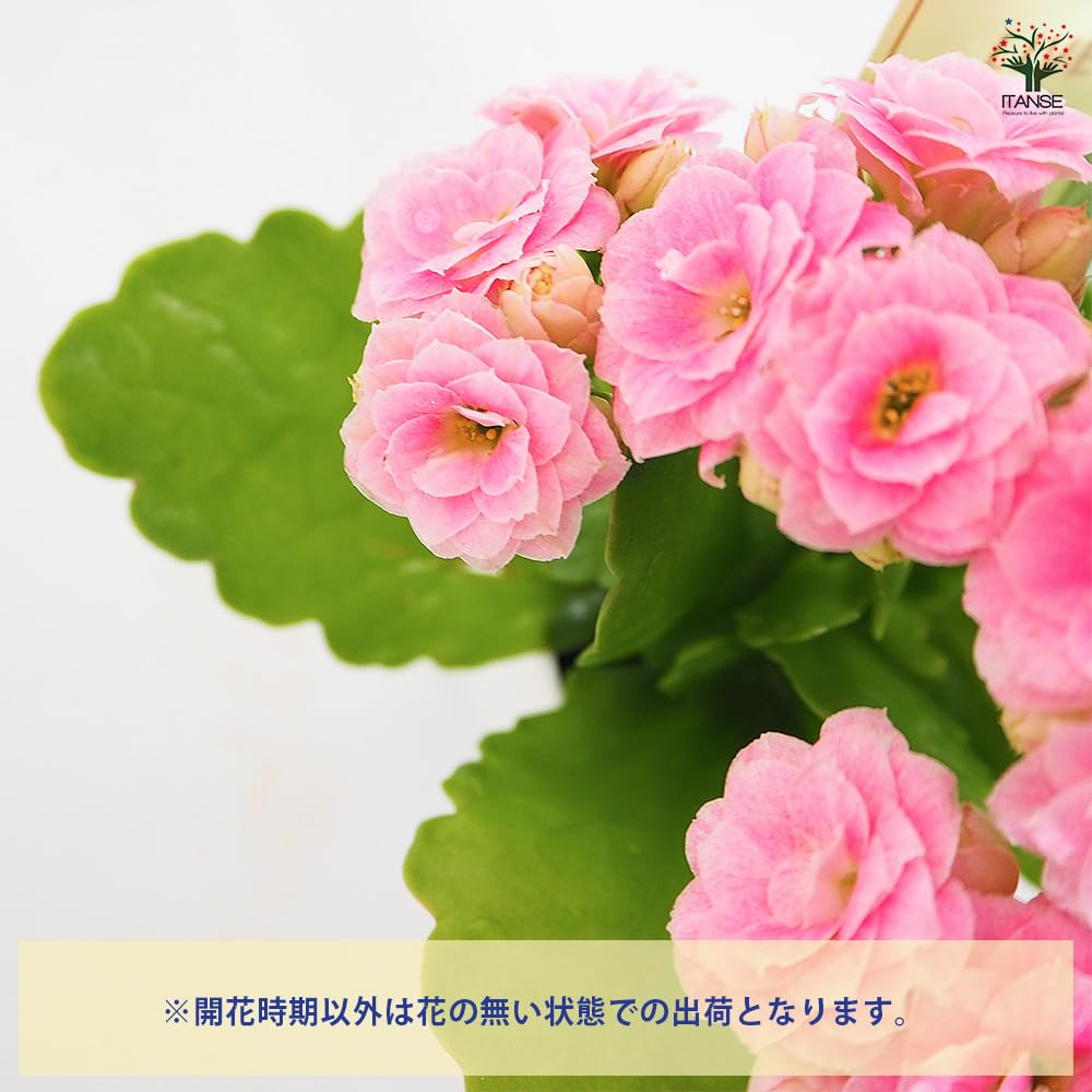 Amazon.co.jp: ITANSE カランコエ クイーンローズ ピンク系 2.5